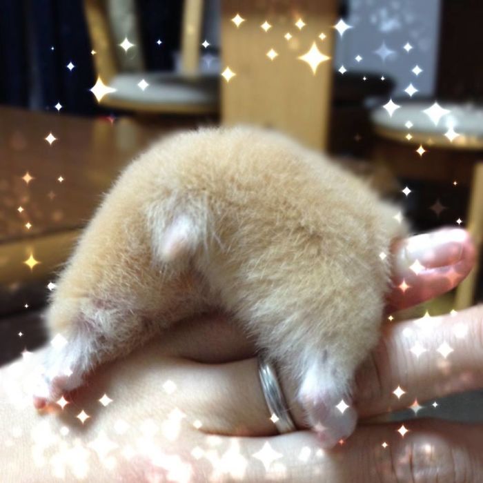 Cute-Hamster-Butts