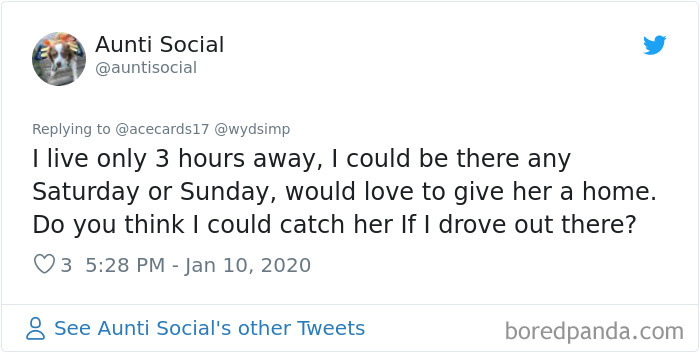 Stray Dog Visits Subway Every Day For A Free Sandwich Stray Dog Visits Subway Every Day For A Free Sandwich