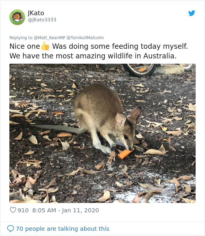 Animals Who Survived Australian Fires Are Starving, So These Planes Dropped Tons Of Vegetables For Them