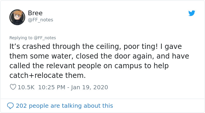 Possum Trashes Woman's Office In Australia, Becomes A Meme