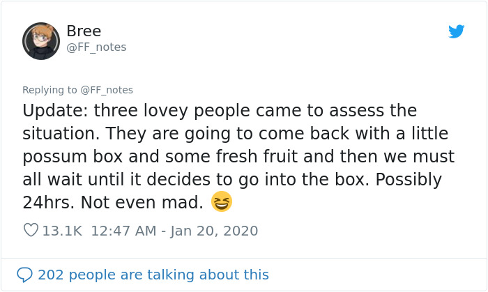 Possum Trashes Woman's Office In Australia, Becomes A Meme Possum Trashes Woman's Office In Australia, Becomes A Meme