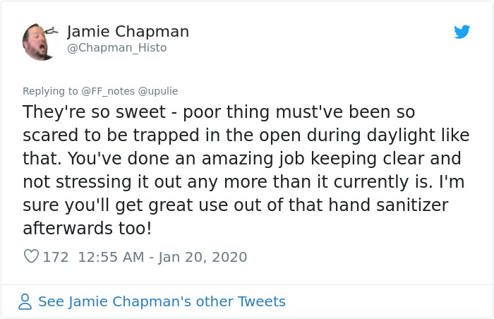 Possum Trashes Woman's Office In Australia, Becomes A Meme