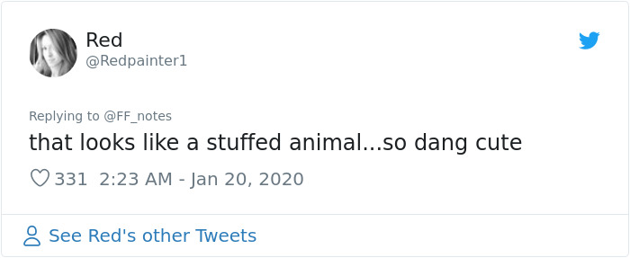 Possum Trashes Woman's Office In Australia, Becomes A Meme