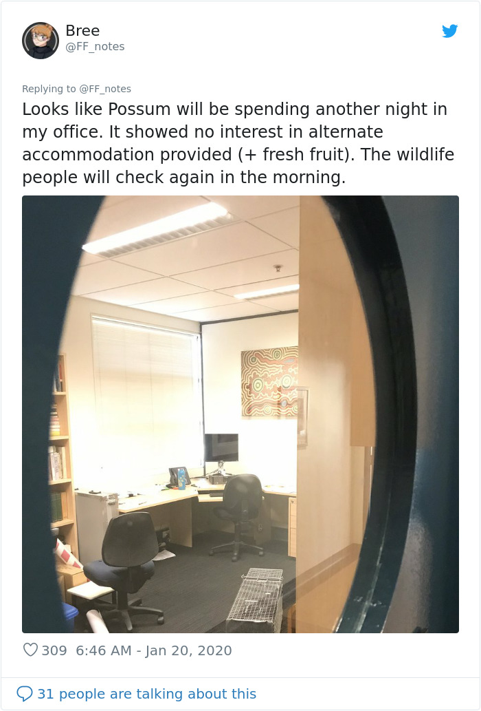 Possum Trashes Woman's Office In Australia, Becomes A Meme
