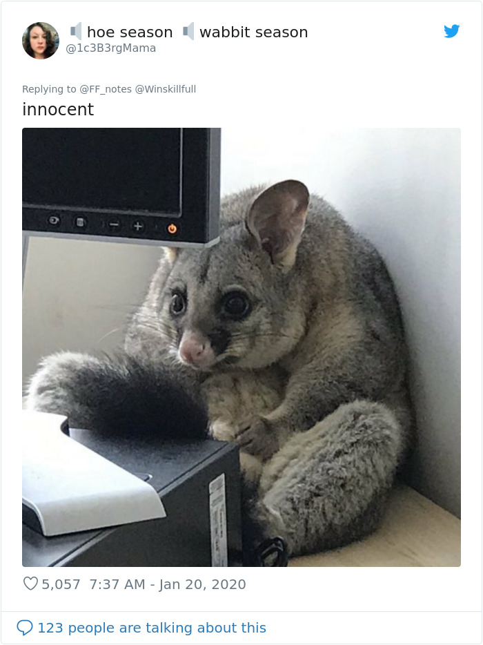 Possum Trashes Woman's Office In Australia, Becomes A Meme