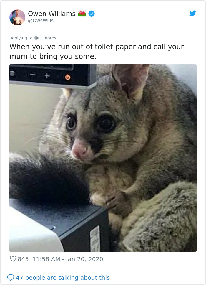 Possum Trashes Woman's Office In Australia, Becomes A Meme
