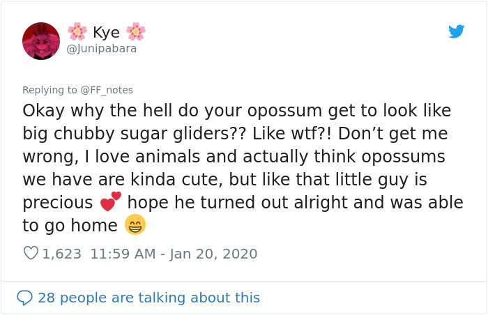 Possum Trashes Woman's Office In Australia, Becomes A Meme