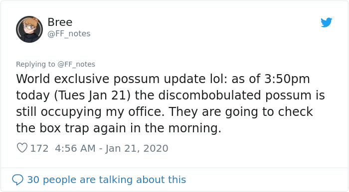 Possum Trashes Woman's Office In Australia, Becomes A Meme Possum Trashes Woman's Office In Australia, Becomes A Meme