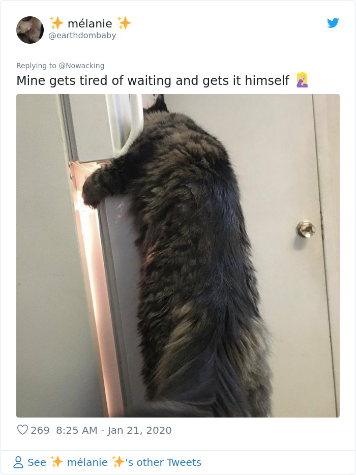 Guy Shares His Cat's Funny Reaction To Him Opening A Can Thinking It's Tuna, Gets A Fan Comic Strip Guy Shares His Cat's Funny Reaction To Him Opening A Can Thinking It's Tuna, Gets A Fan Comic Strip