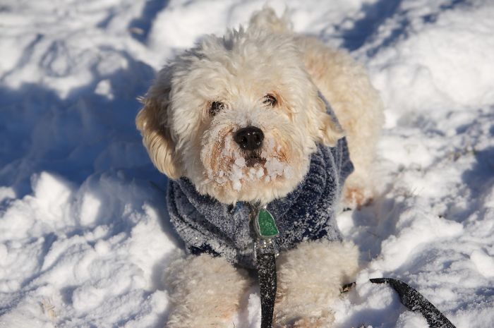 Dogs That Are Elderly, Small Or Short-Haired Actually Need Sweater For Cold Temperatures
