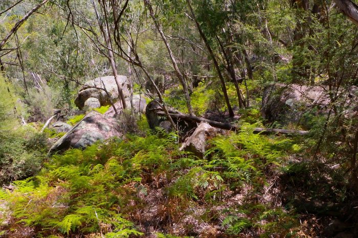 Australia-Forests-After-Wildfires-Photo