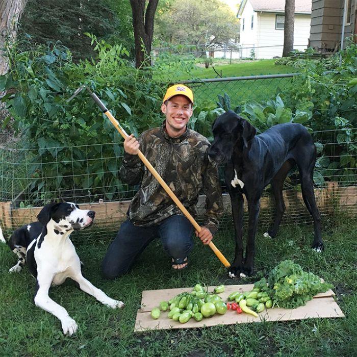 Young man in camo jacket with two large dogs showing a harvest of fresh vegetables in a garden, funny vegan hunters theme.