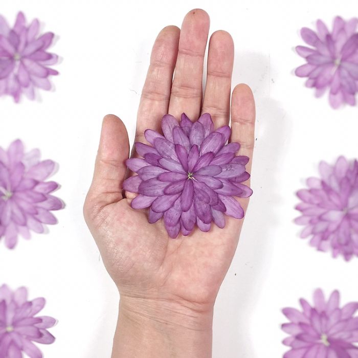 About Two Years Ago, I Picked Up A New Hobby Of Making Flower Herbariums And Here Are My Recent Works