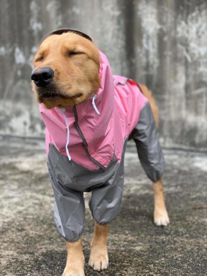 Dog Stops Owner From Going To Wuhan By Destroying Her Passport, Potentially Saves Her