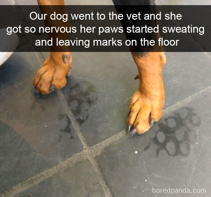 Funny-Hilarious-Dog-Snapchats