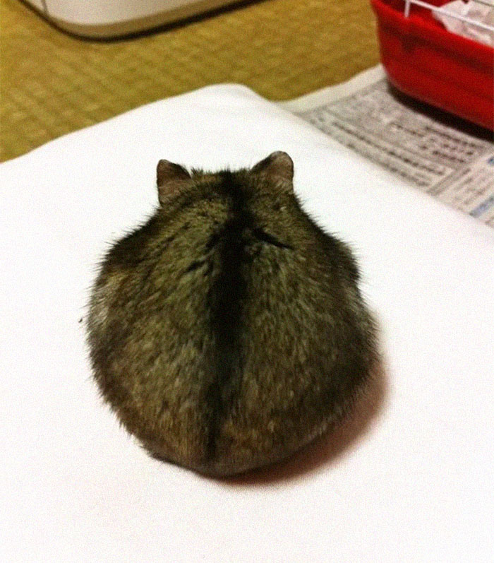 Cute-Hamster-Butts