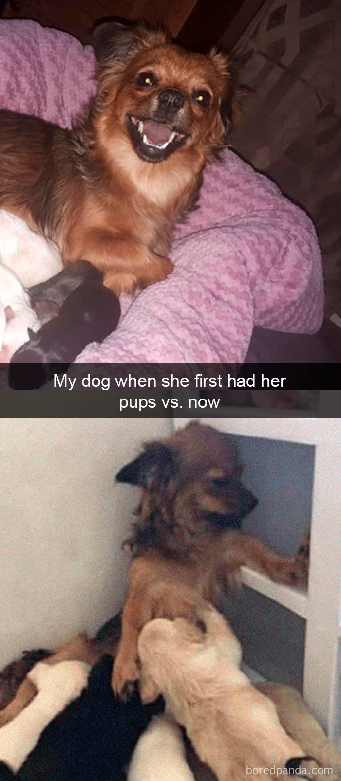 Funny-Hilarious-Dog-Snapchats