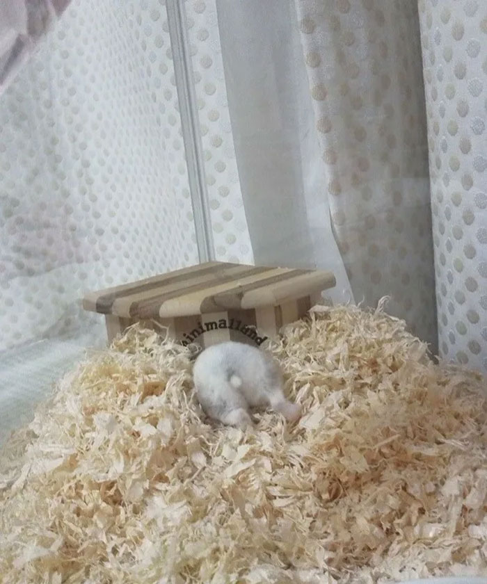 Cute-Hamster-Butts
