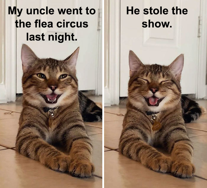 Cat-Meme-Joke