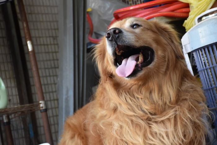 Dog Stops Owner From Going To Wuhan By Destroying Her Passport, Potentially Saves Her