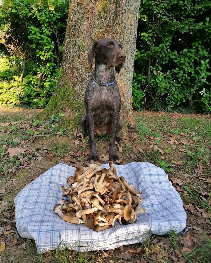 Dog sitting by a tree next to a large pile of mushrooms on a cloth, representing funny vegan hunters concept.