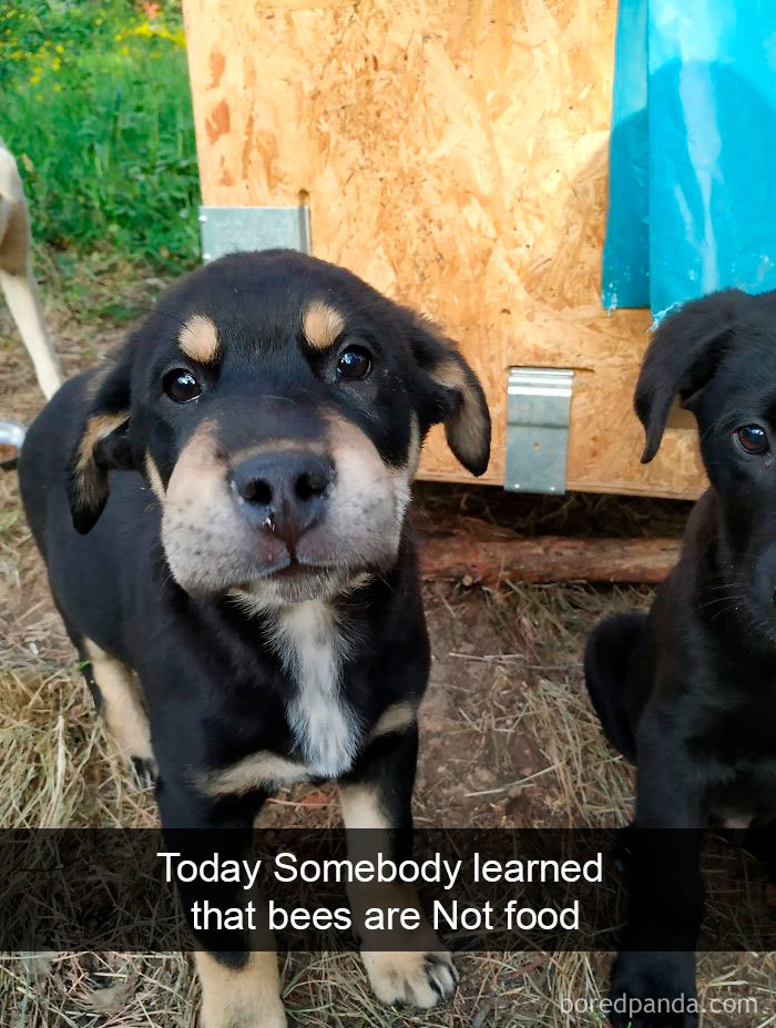 Funny-Hilarious-Dog-Snapchats