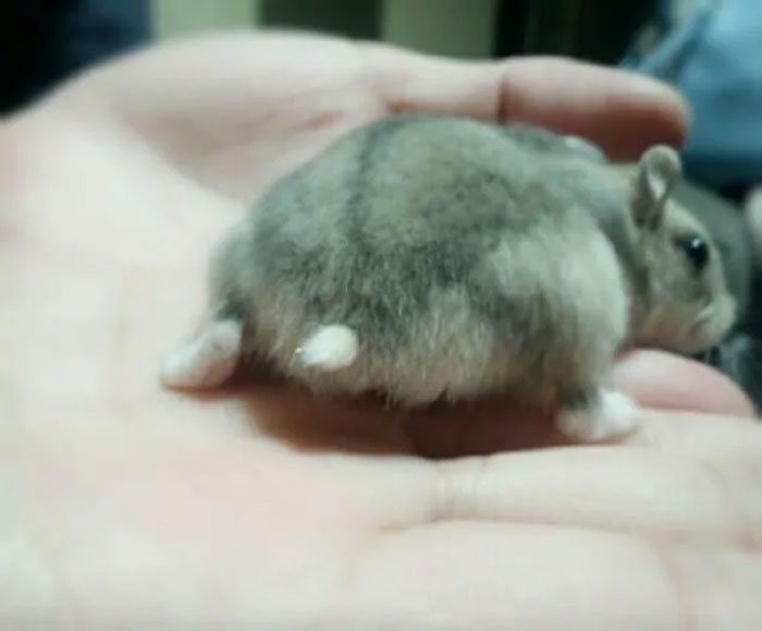 Cute-Hamster-Butts