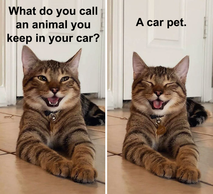 Cat-Meme-Joke