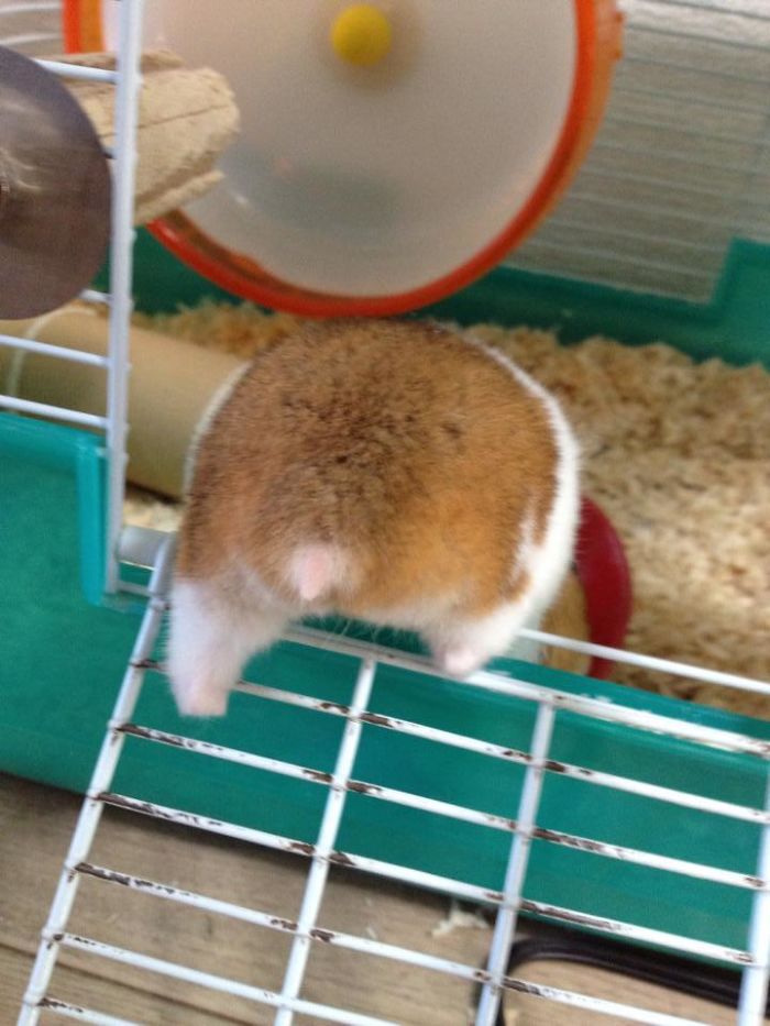 Cute-Hamster-Butts
