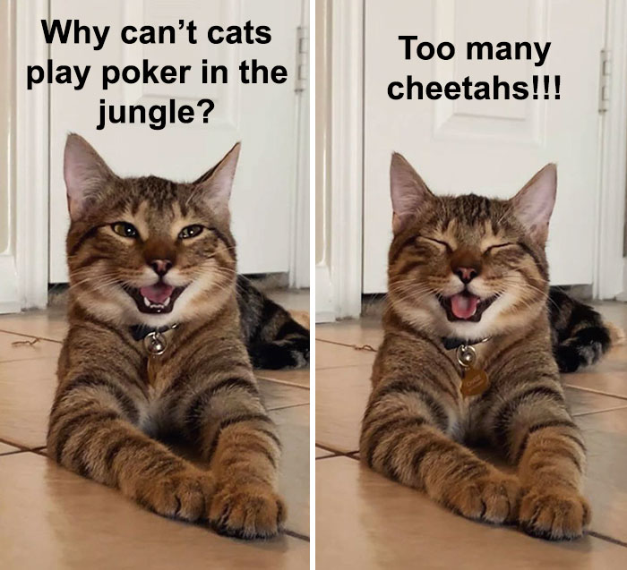 Cat-Meme-Joke