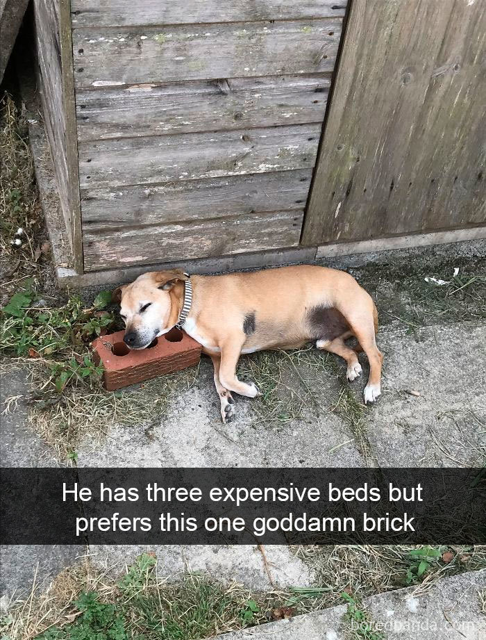 Funny-Hilarious-Dog-Snapchats