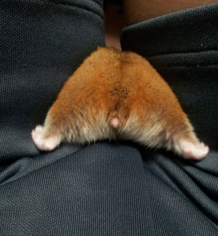 Cute-Hamster-Butts