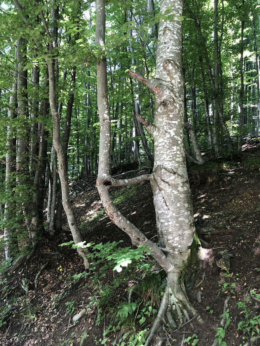 Haunted Forest Cluj, Romania