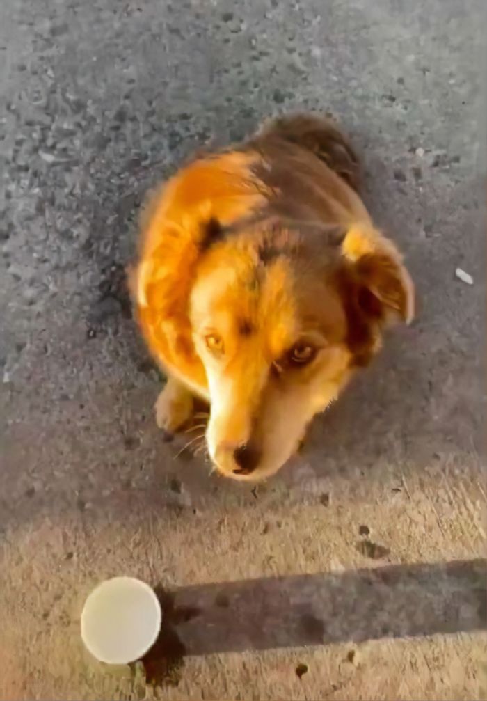 Stray Dog Visits Subway Every Day For A Free Sandwich Stray Dog Visits Subway Every Day For A Free Sandwich