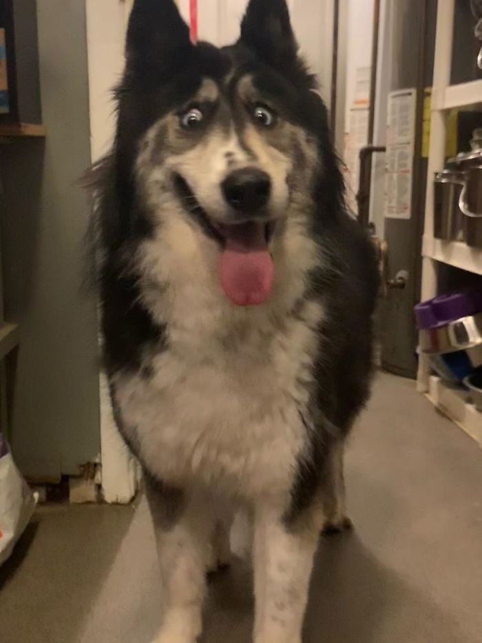 This Husky Who Was Rejected By A Breeder Because Of Her Funny Looks Is Now Going Viral This Husky Who Was Rejected By A Breeder Because Of Her Funny Looks Is Now Going Viral