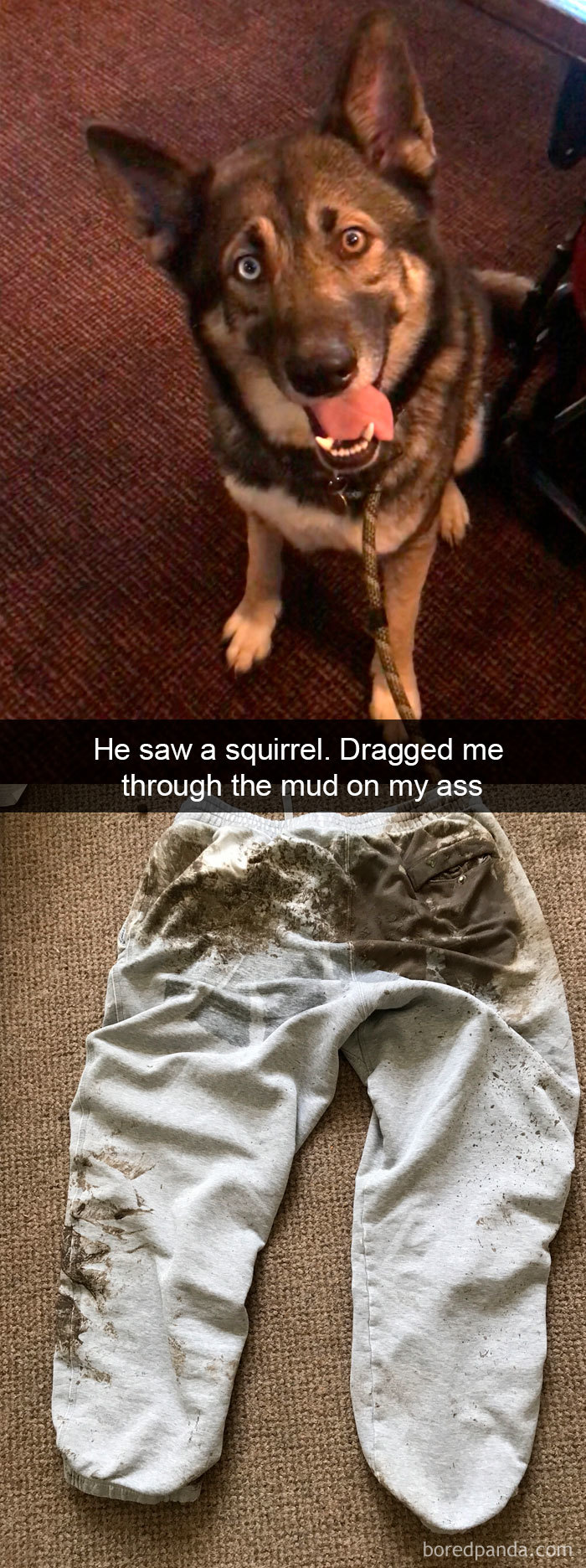 Funny-Hilarious-Dog-Snapchats