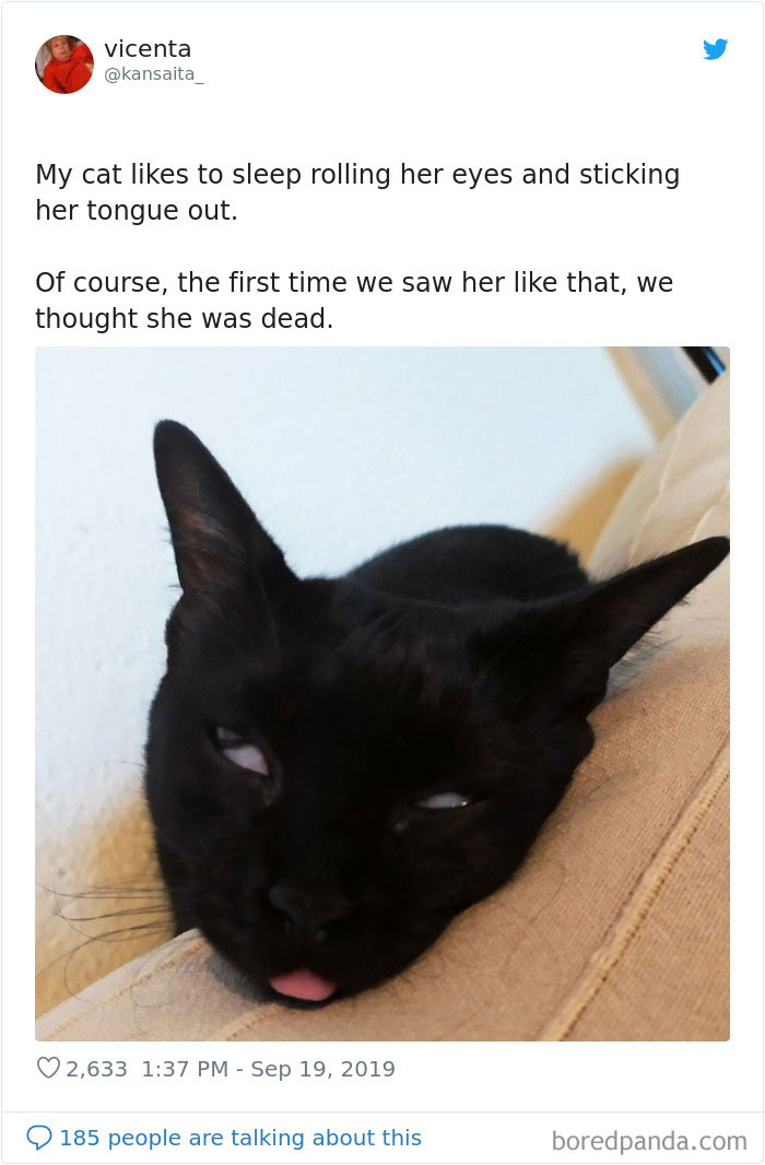 Cats-Do-Weird-Things