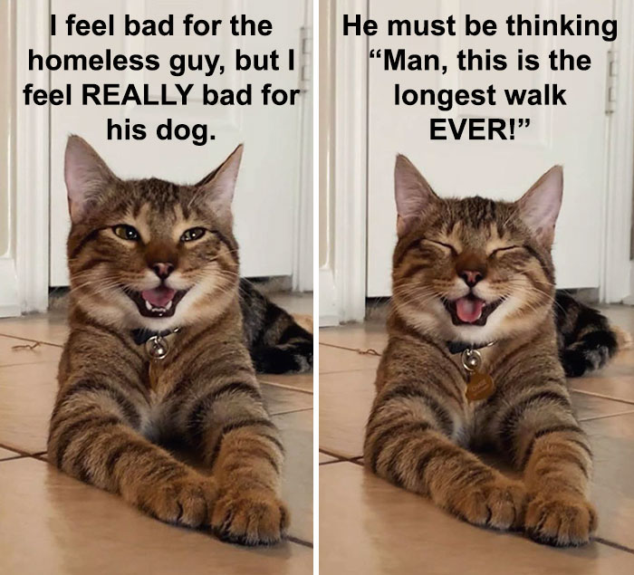 Cat-Meme-Joke