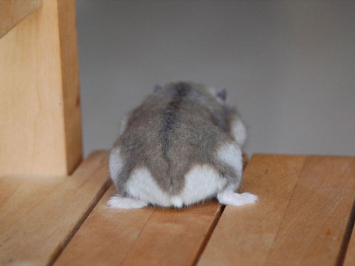 Cute-Hamster-Butts