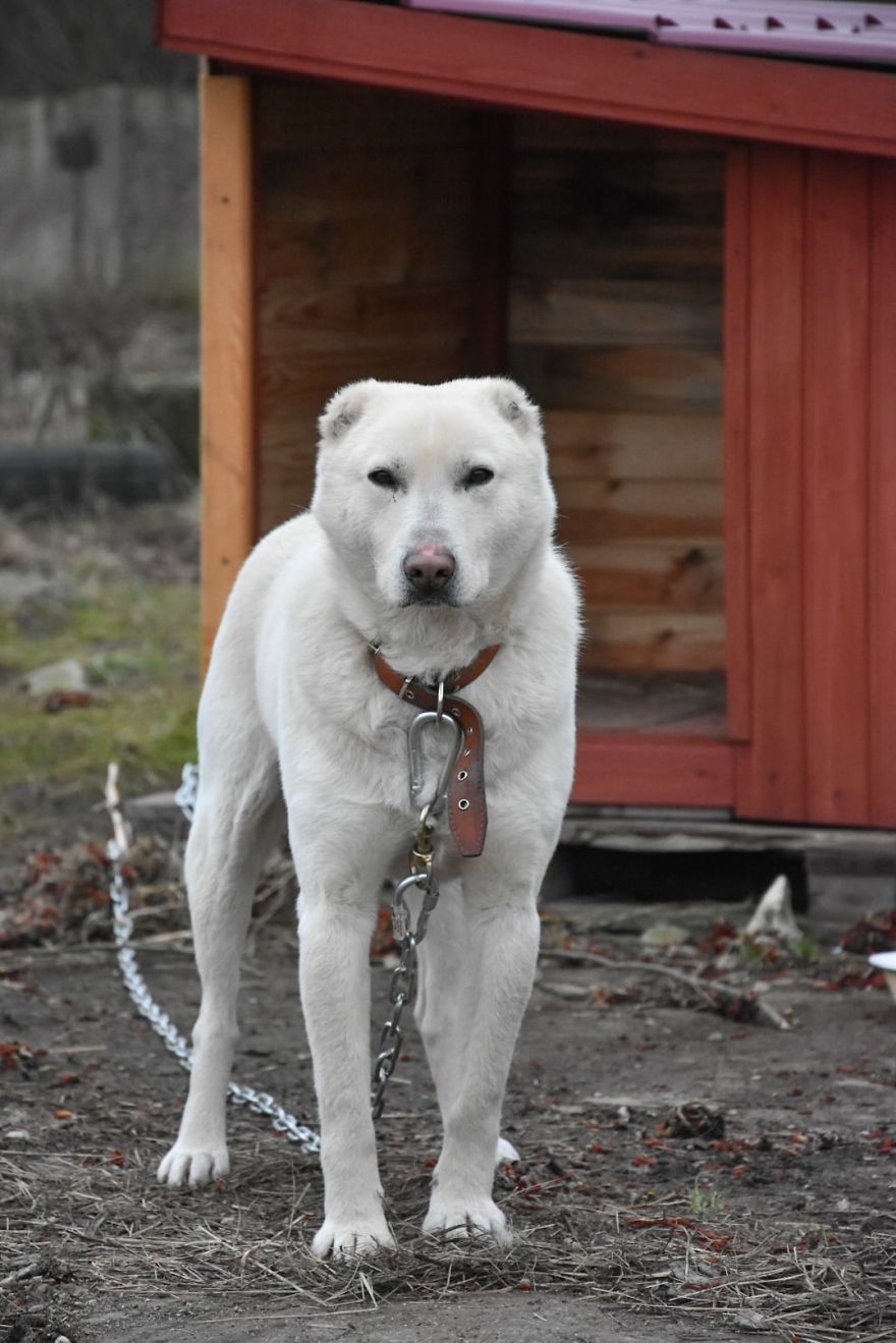 Husband Took His Ex-Wife's Dog And Abandoned Him 2000 Km Away, Now She's Traveling To Adopt Him Husband Took His Ex-Wife's Dog And Abandoned Him 2000 Km Away, Now She's Traveling To Adopt Him