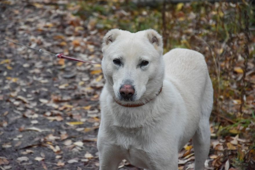 Husband Took His Ex-Wife's Dog And Abandoned Him 2000 Km Away, Now She's Traveling To Adopt Him Husband Took His Ex-Wife's Dog And Abandoned Him 2000 Km Away, Now She's Traveling To Adopt Him