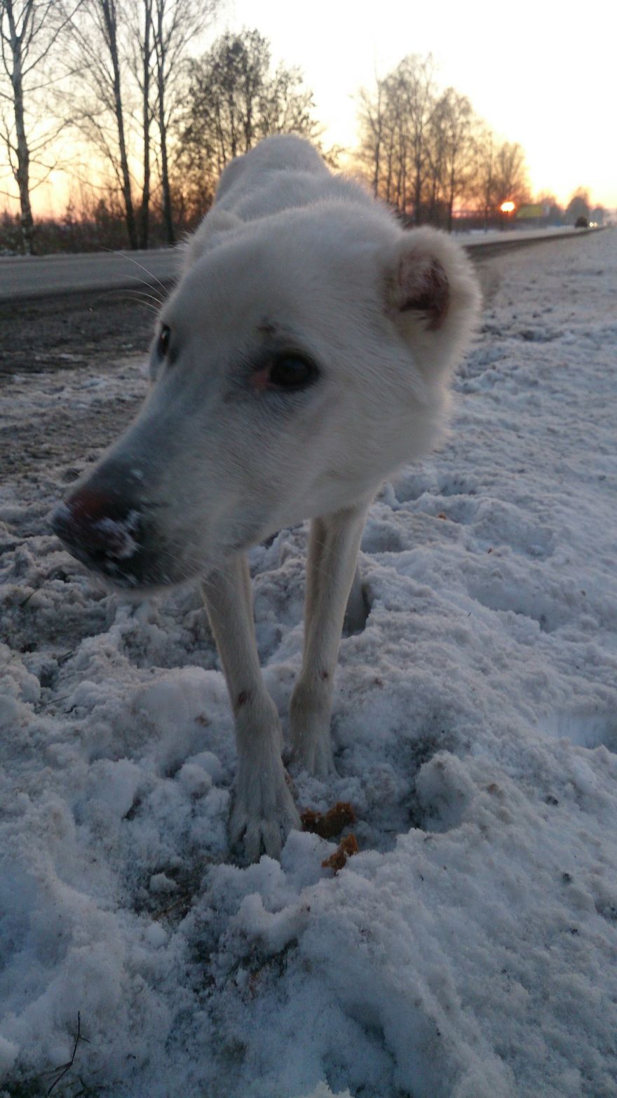 Husband Took His Ex-Wife's Dog And Abandoned Him 2000 Km Away, Now She's Traveling To Adopt Him