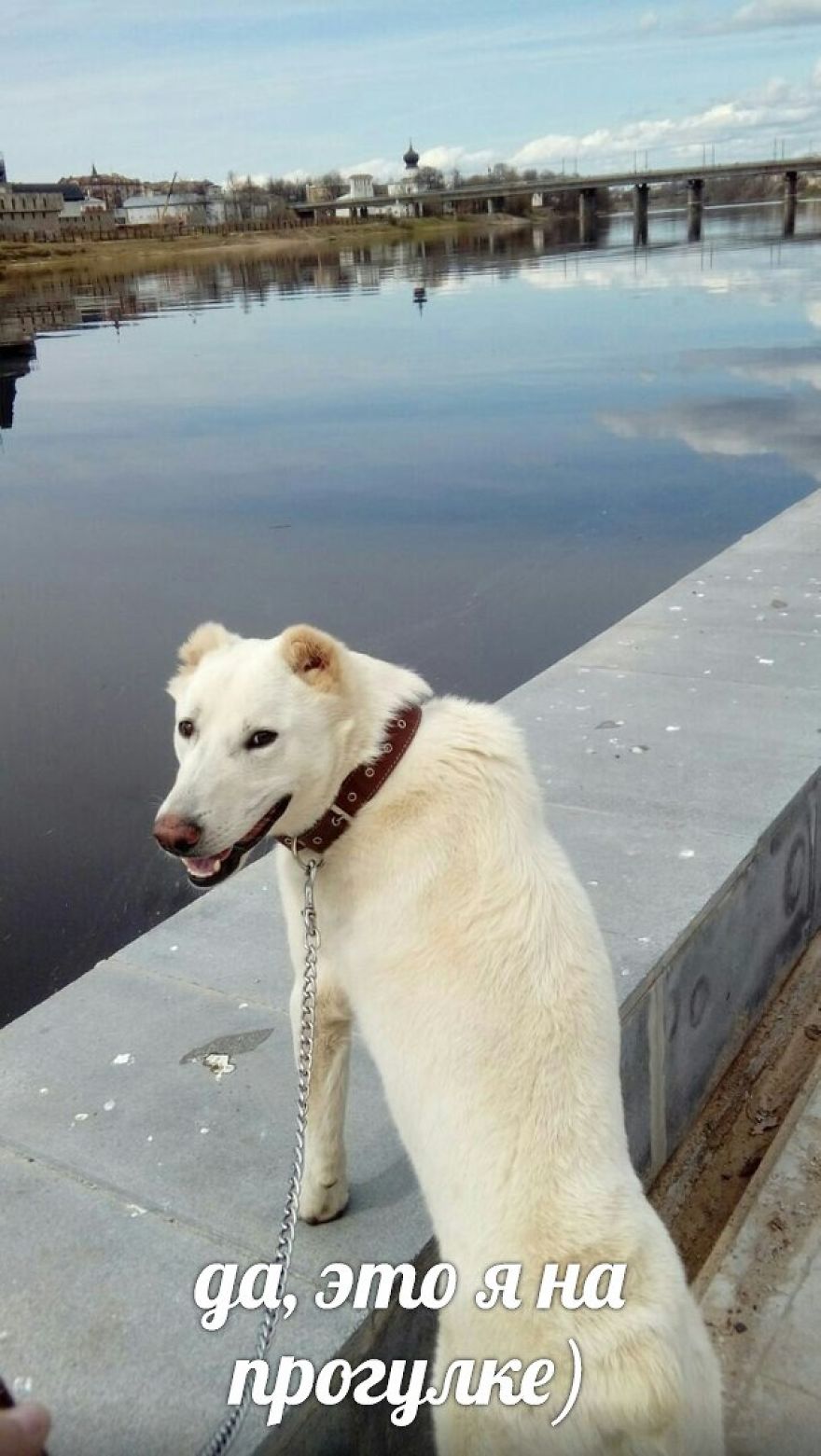 Husband Took His Ex-Wife's Dog And Abandoned Him 2000 Km Away, Now She's Traveling To Adopt Him
