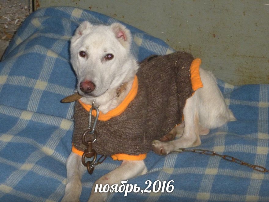 Husband Took His Ex-Wife's Dog And Abandoned Him 2000 Km Away, Now She's Traveling To Adopt Him Husband Took His Ex-Wife's Dog And Abandoned Him 2000 Km Away, Now She's Traveling To Adopt Him