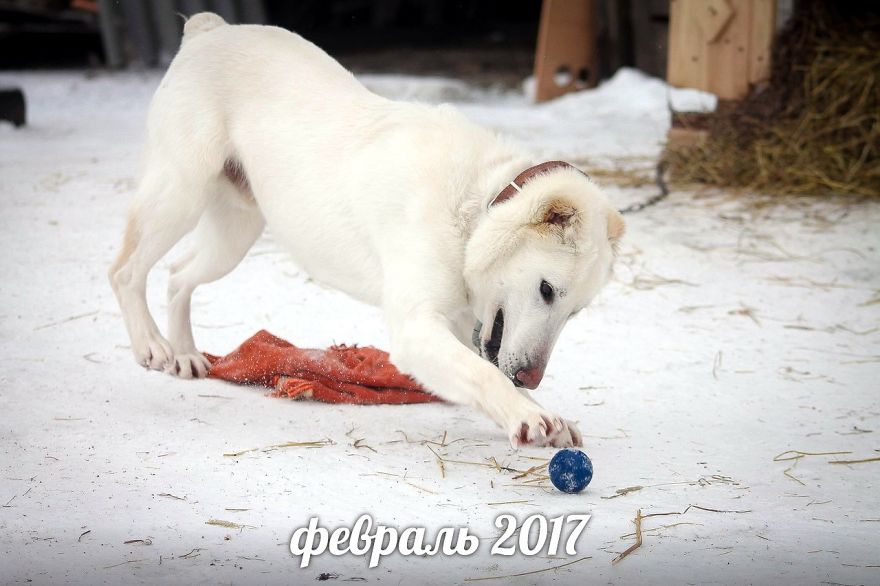 Husband Took His Ex-Wife's Dog And Abandoned Him 2000 Km Away, Now She's Traveling To Adopt Him Husband Took His Ex-Wife's Dog And Abandoned Him 2000 Km Away, Now She's Traveling To Adopt Him