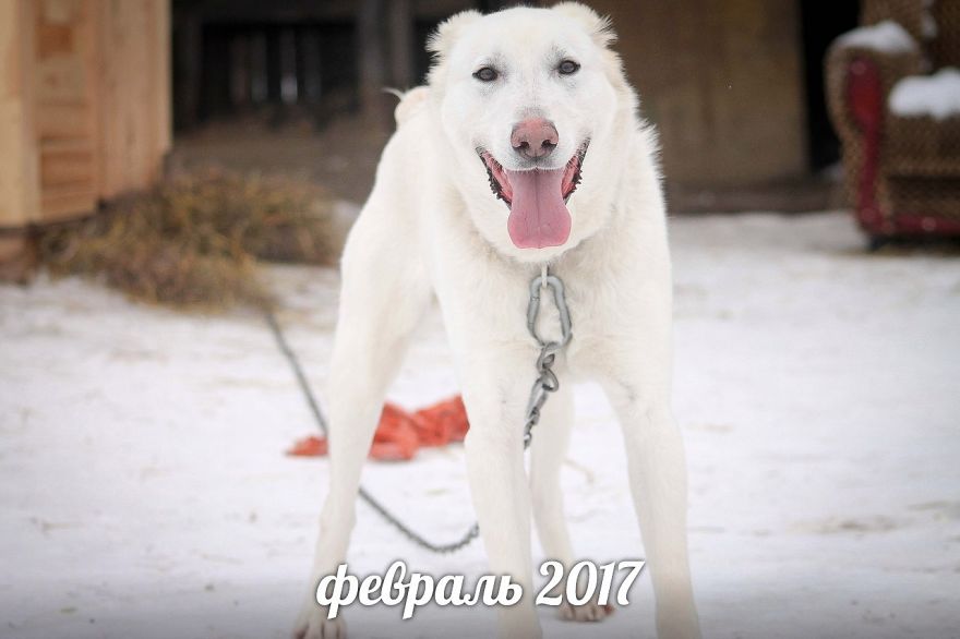 Husband Took His Ex-Wife's Dog And Abandoned Him 2000 Km Away, Now She's Traveling To Adopt Him