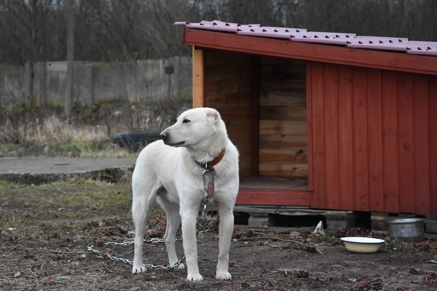 Husband Took His Ex-Wife's Dog And Abandoned Him 2000 Km Away, Now She's Traveling To Adopt Him