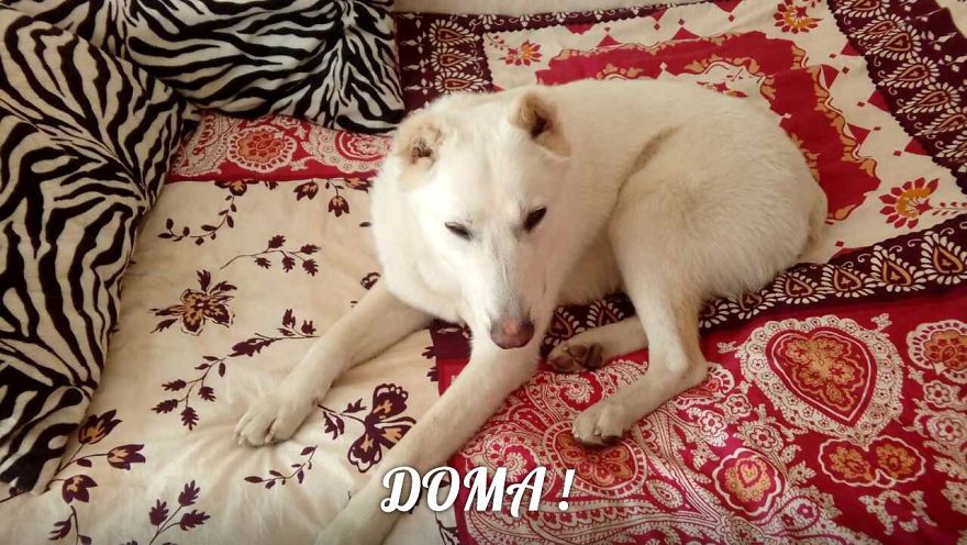 Husband Took His Ex-Wife's Dog And Abandoned Him 2000 Km Away, Now She's Traveling To Adopt Him Husband Took His Ex-Wife's Dog And Abandoned Him 2000 Km Away, Now She's Traveling To Adopt Him