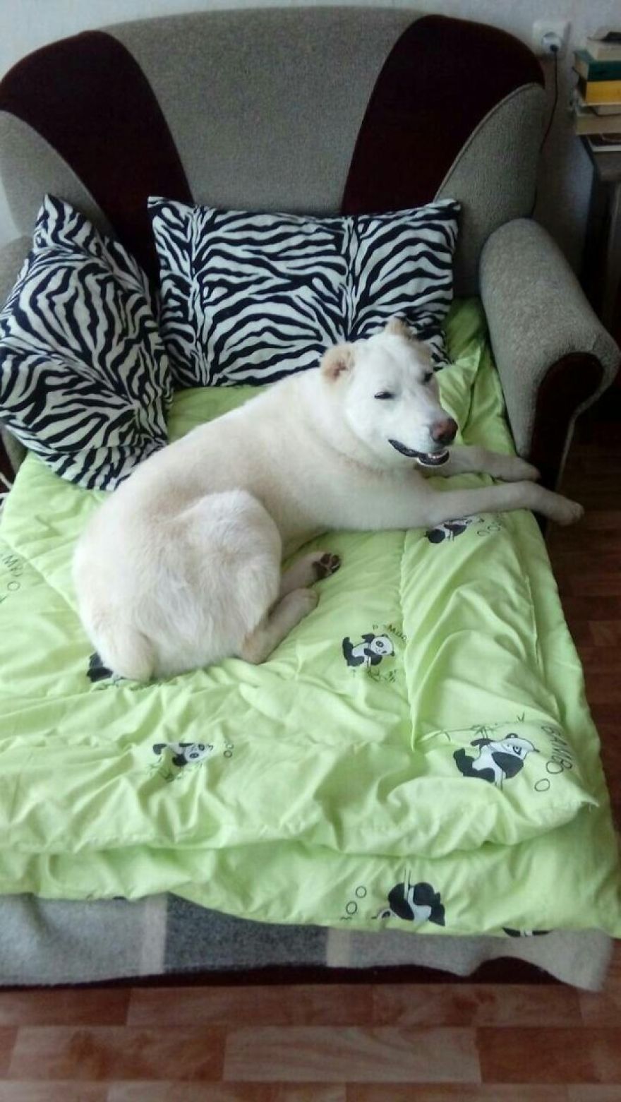 Husband Took His Ex-Wife's Dog And Abandoned Him 2000 Km Away, Now She's Traveling To Adopt Him Husband Took His Ex-Wife's Dog And Abandoned Him 2000 Km Away, Now She's Traveling To Adopt Him