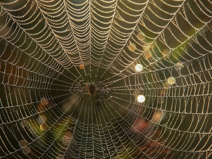 Macro Photography Using Mobile Phone And DIY Additional Macro Lens